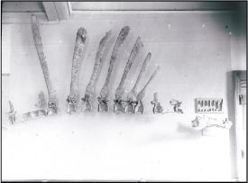 Spinosaurus original fossils