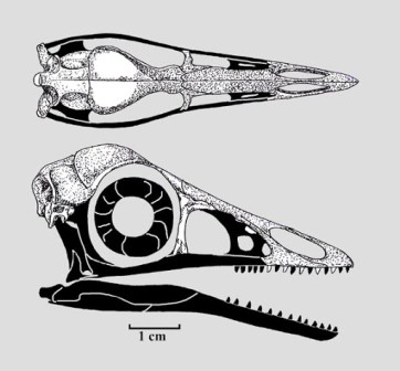 Archaeopteryx skull- Amber cop.jpg