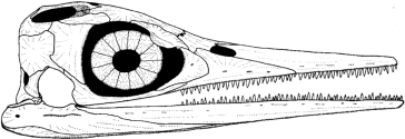 icthyosaur vs Oculudentavis.png