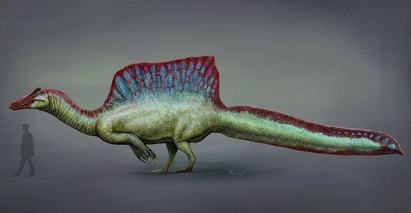 Spino Colours