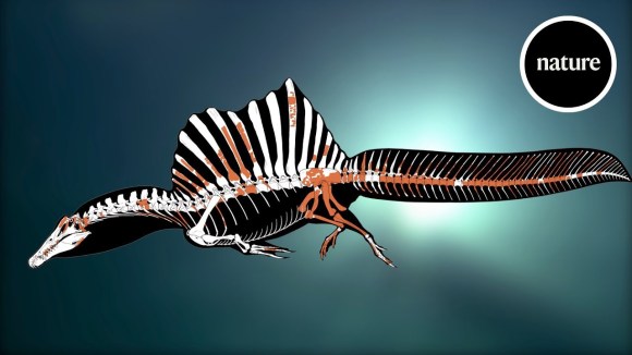 Spino Skeleton 2