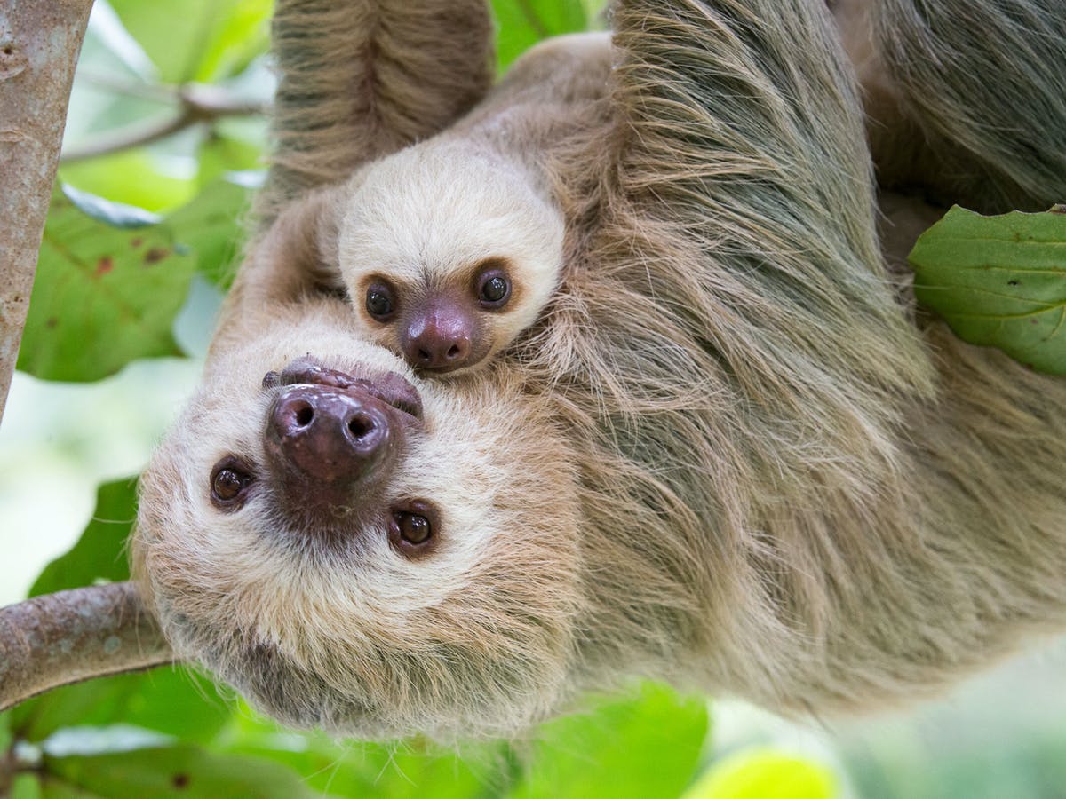 mamma sloth