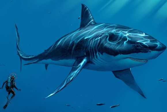 Megalodon swimming