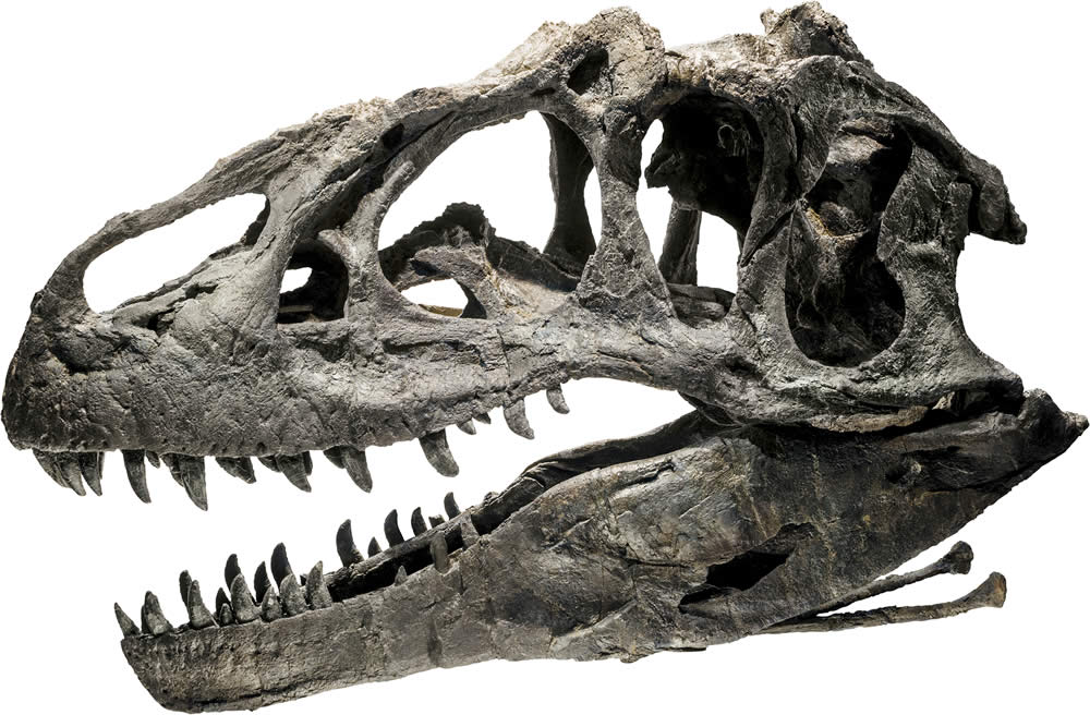 The Monopoly of Allosaurus, the “Lion” of the Jurassic – Max's Blogo-Saurus