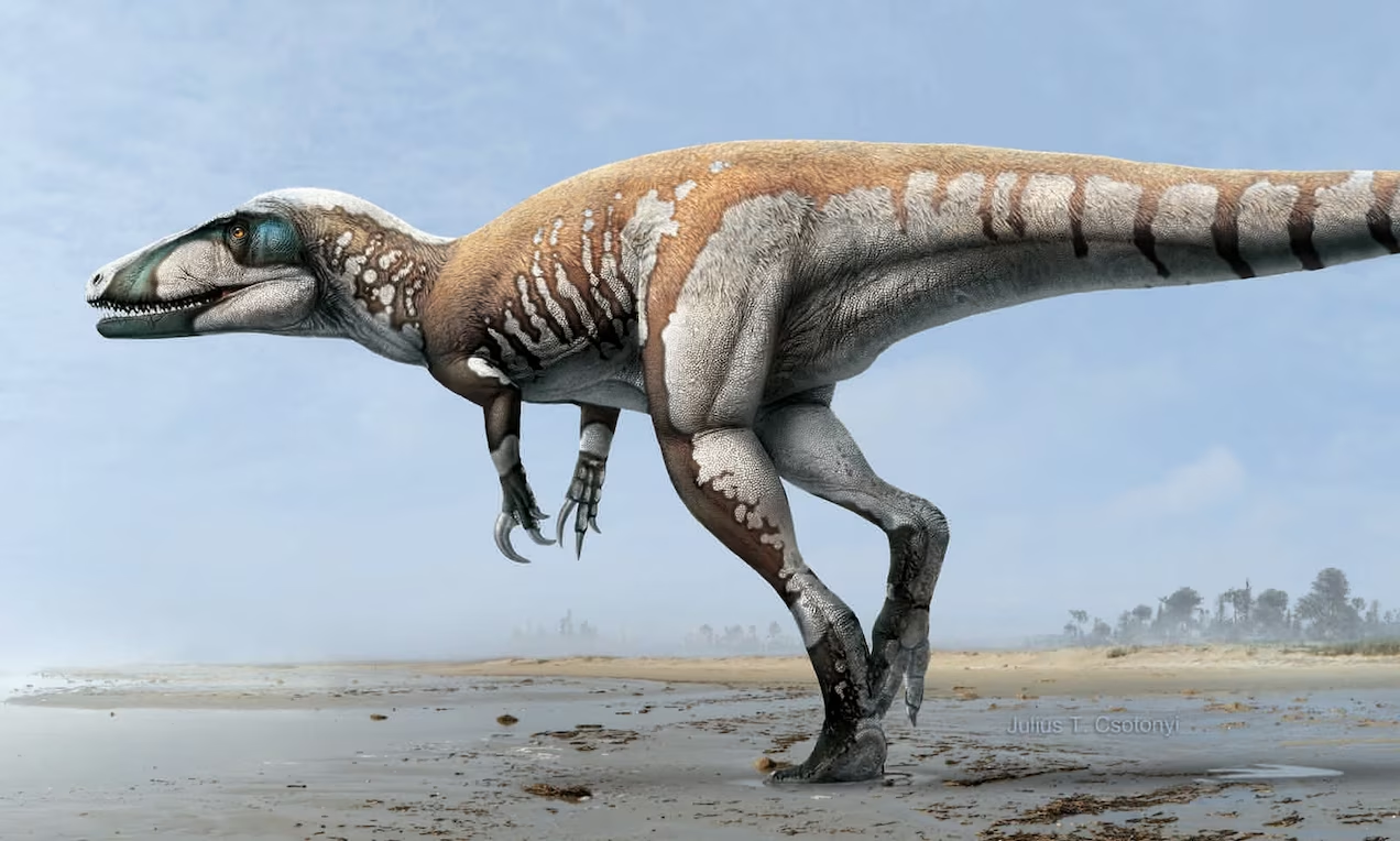 Mega Raptidon The Mystery of Megaraptor & the Megaraptorans – Max's Blogo-Saurus