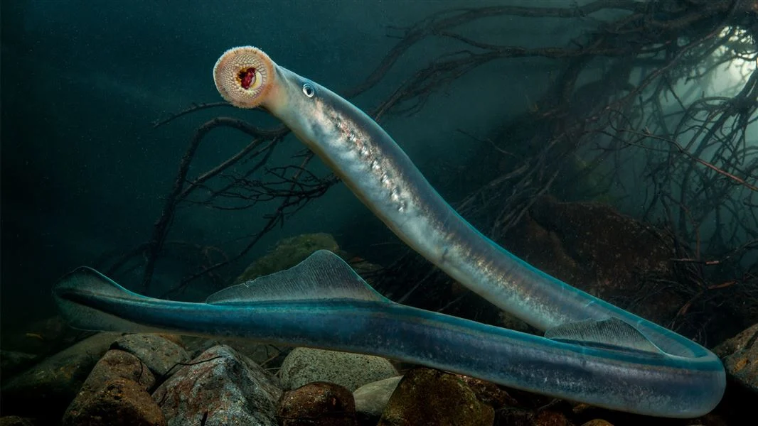 What was the Tully Monster? – Max's Blogo-Saurus