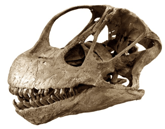 Dinosaurus Raurus The 10 Most Common Dinosaurs in the Fossil Record – Max's Blogo-Saurus