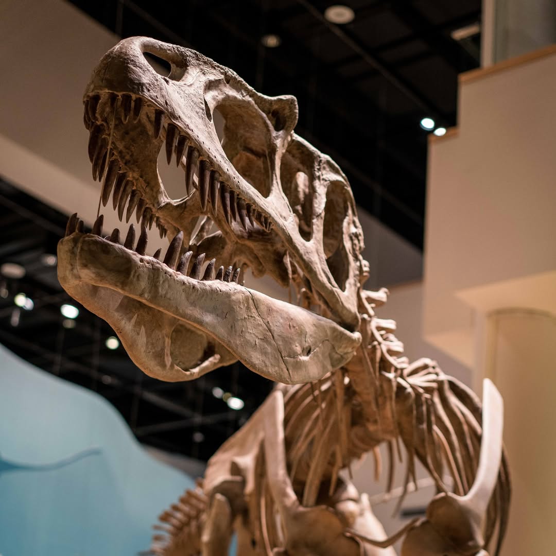 Two Dinosaurs in One? Breaking Down the Saurophaganax Debacle